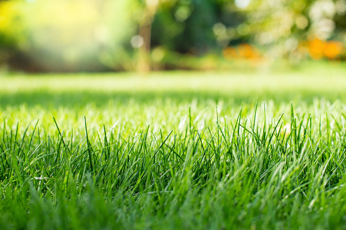 Drought-tolerant turf in Brawley, CA