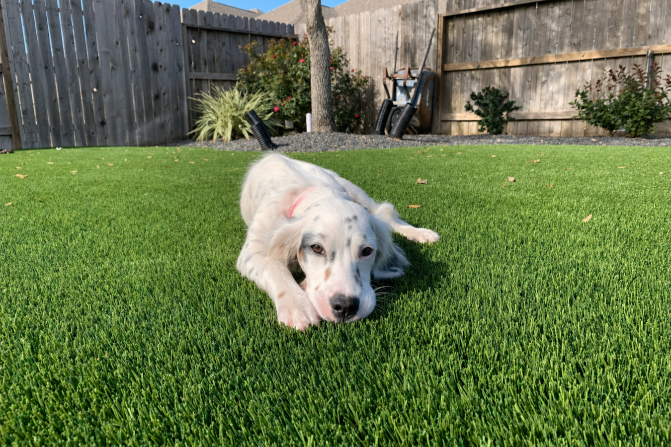 Pet-friendly turf in Brawley, CA